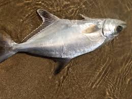 Image result for Lichia amia