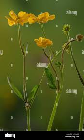 Attēlu rezultāti vaicājumam “Ranunculus repens flower”