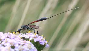 Attēlu rezultāti vaicājumam “Gasteruption jaculator”