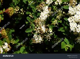 Attēlu rezultāti vaicājumam “Cotoneaster multiflorus fruit”