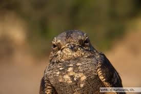 Attēlu rezultāti vaicājumam “Caprimulgus europaeus”