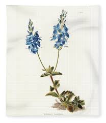 Image result for Veronica teucrium