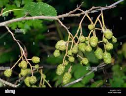 Attēlu rezultāti vaicājumam “Alnus incana fruit”
