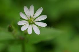 Attēlu rezultāti vaicājumam “Stellaria nemorum flower”