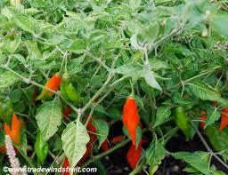 Afbeeldingsresultaat voor paper lantern hot pepper