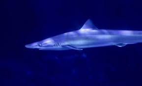 Image result for Galeorhinus galeus