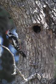 Attēlu rezultāti vaicājumam “Dendrocopos medius nest”