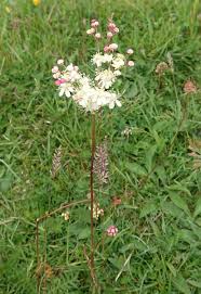 Attēlu rezultāti vaicājumam “Filipendula vulgaris”