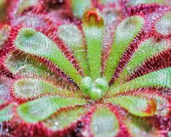 Image result for Drosera