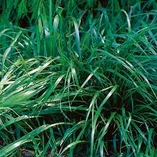 Attēlu rezultāti vaicājumam “Hierochloe odorata”