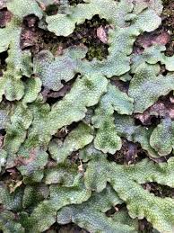 Attēlu rezultāti vaicājumam “Conocephalum salebrosum”