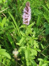 Attēlu rezultāti vaicājumam “Mentha spicata”
