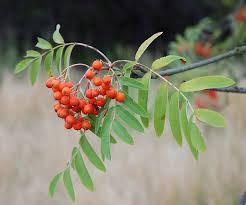 Attēlu rezultāti vaicājumam “Sorbus aucuparia fruit”