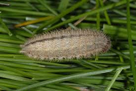 Attēlu rezultāti vaicājumam “Aphantopus hyperantus”