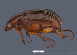 Attēlu rezultāti vaicājumam “Serica brunnea imago”