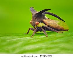 Attēlu rezultāti vaicājumam “Membracidae”