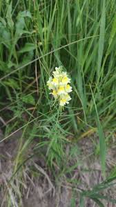 Attēlu rezultāti vaicājumam “Linaria loeselii fruit”