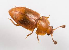 Attēlu rezultāti vaicājumam “Epuraea sp.”