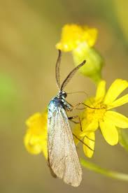 Attēlu rezultāti vaicājumam “Adscita statices”