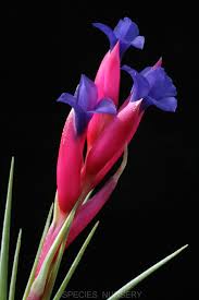 Image result for tillandsia umbellata