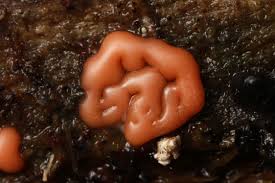 Attēlu rezultāti vaicājumam “Colloderma oculatum plasmodium”