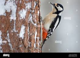 Attēlu rezultāti vaicājumam “Dendrocopos major female”
