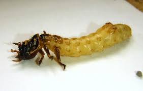 Attēlu rezultāti vaicājumam “Tischeria complanella larva”