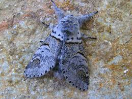 Attēlu rezultāti vaicājumam “Furcula bifida”