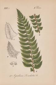 Attēlu rezultāti vaicājumam “Polystichum lonchitis”