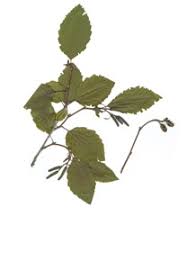 Attēlu rezultāti vaicājumam “Alnus incana”