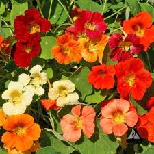 Image result for Tropaeolum majus