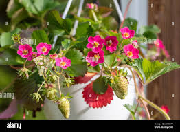 Attēlu rezultāti vaicājumam “Fragaria x ananassa flower”