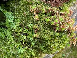 Attēlu rezultāti vaicājumam “Plagiomnium”