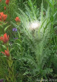Attēlu rezultāti vaicājumam “Cirsium acaule”
