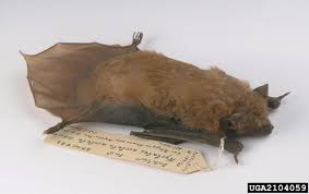 Attēlu rezultāti vaicājumam “Nyctalus noctula”