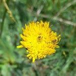 Attēlu rezultāti vaicājumam “Hypochaeris maculata”