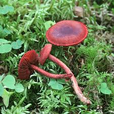 Attēlu rezultāti vaicājumam “Cortinarius sanguineus”