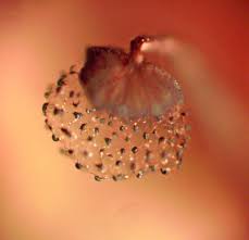 Attēlu rezultāti vaicājumam “Cribraria piriformis macro”