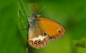 Attēlu rezultāti vaicājumam “Coenonympha arcania underside”