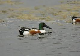 Attēlu rezultāti vaicājumam “Anas clypeata male”