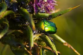 Attēlu rezultāti vaicājumam “Potosia cuprea”