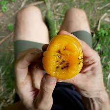 Attēlu rezultāti vaicājumam “Silene viscaria fruit”