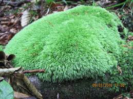 Attēlu rezultāti vaicājumam “Dicranales”