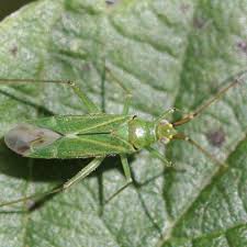 Attēlu rezultāti vaicājumam “Blepharidopterus angulatus”