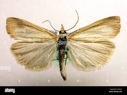 Attēlu rezultāti vaicājumam “Pediasia fascelinella”