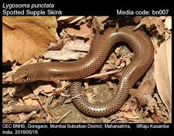 Attēlu rezultāti vaicājumam “Lycogala persicum”