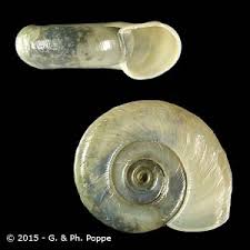 Attēlu rezultāti vaicājumam “Planorbidae”