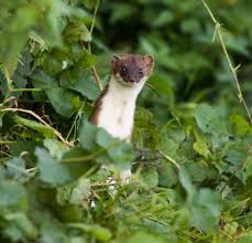 Attēlu rezultāti vaicājumam “Mustela erminea”