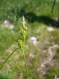 Attēlu rezultāti vaicājumam “Carex lepidocarpa fruit”