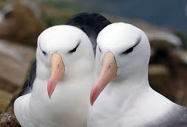 Image result for Thalassarche melanophris